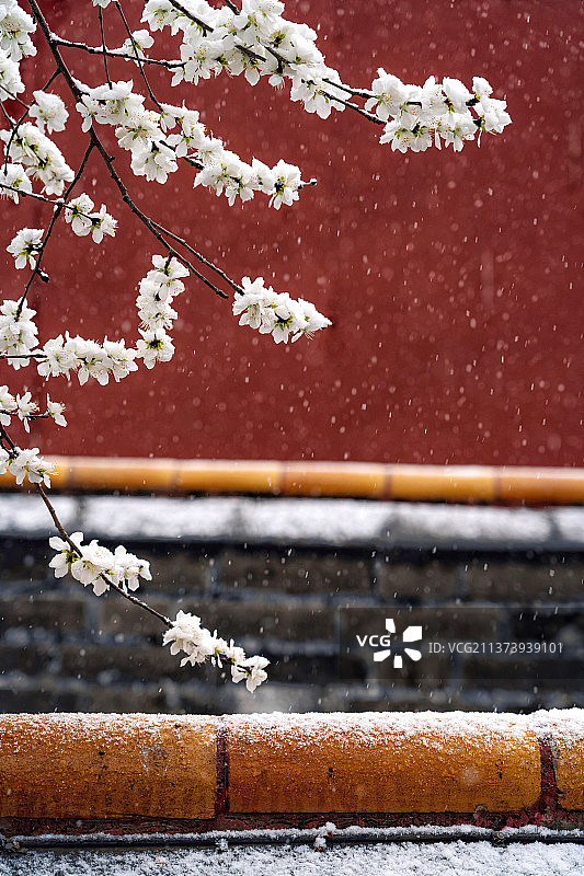 北京故宫雪中的梨花图片素材