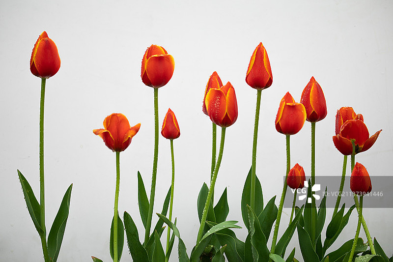 郁金香     白色背景的郁金香图片素材