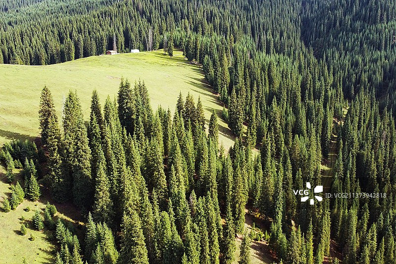 森林高角度视图图片素材