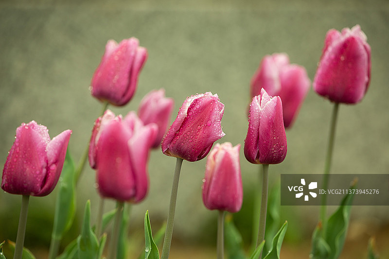 郁金香      公园的郁金香图片素材