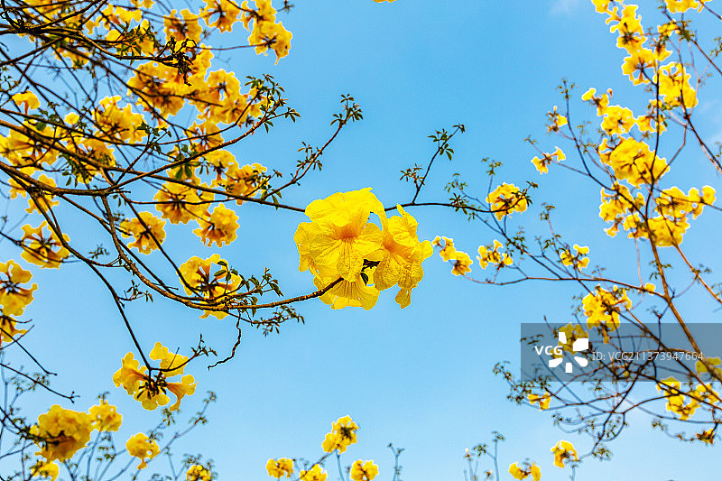 《黄花风铃》图片素材