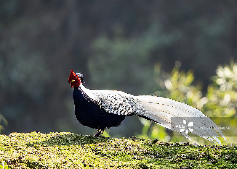 白鹇标准照图片素材