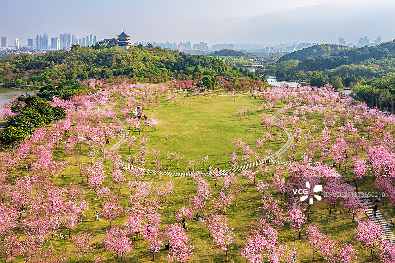 青秀山美丽樱花图片素材