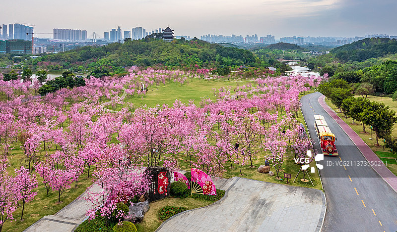 青秀山美丽樱花图片素材