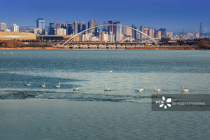 天鹅城市图片素材