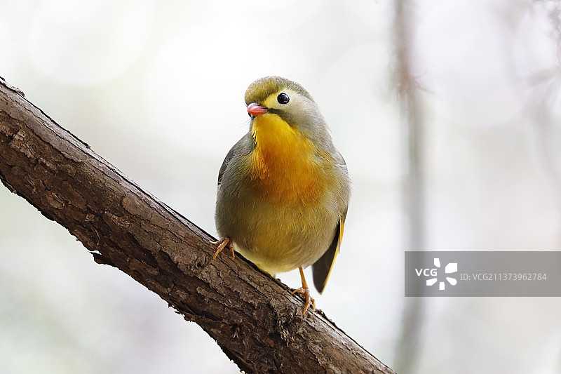 红嘴相思鸟呆萌爱情鸟图片素材