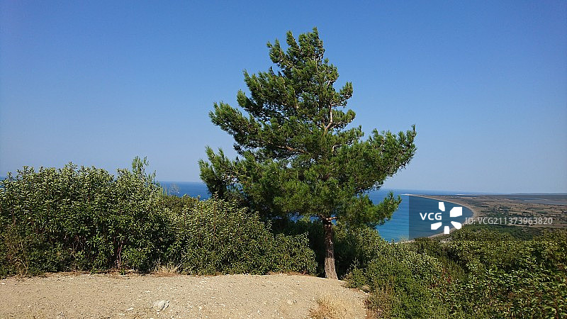 土耳其格利博卢：蓝天下的田野树木图片素材