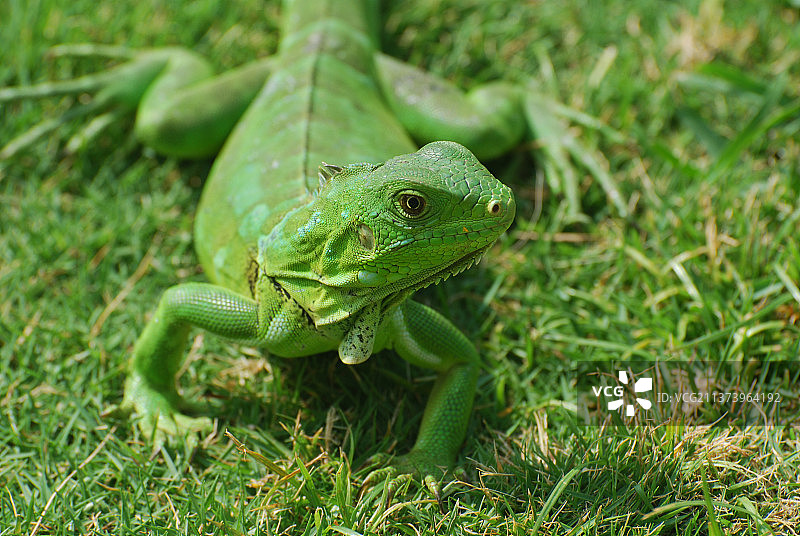 一条绿鬣蜥的奇妙景象图片素材
