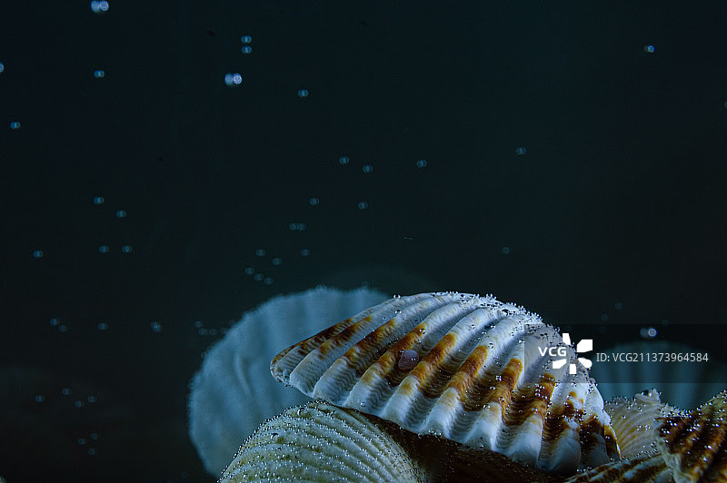 鱼在海里游泳的特写图片素材