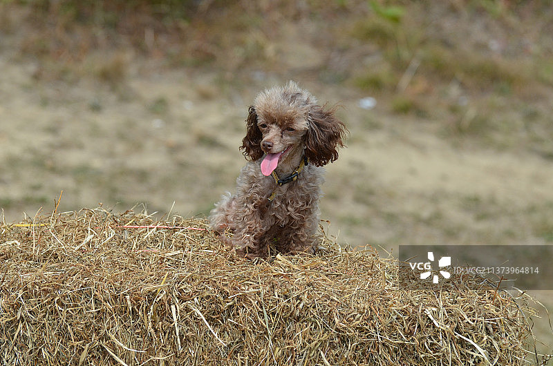 棕色玩具贵宾犬的特写图片素材