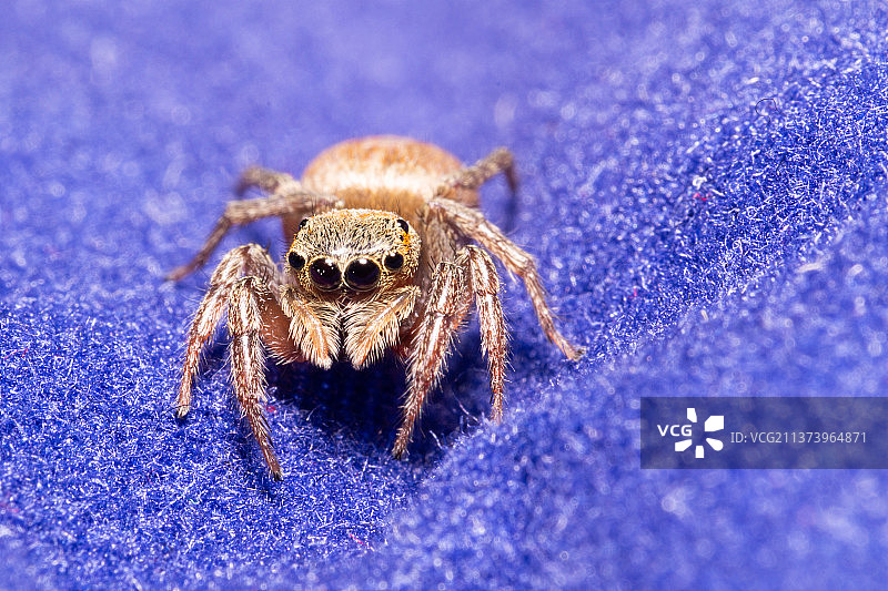 越南的跳蛛特写图片素材