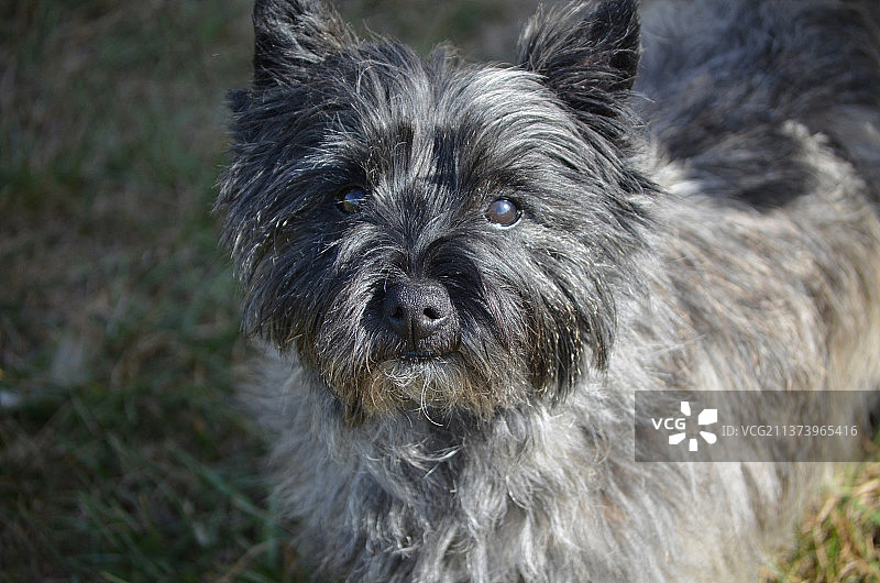 可爱的凯恩梗犬特写图片素材