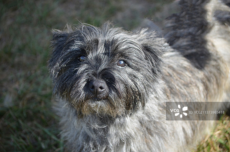 面容可爱的凯恩梗犬图片素材