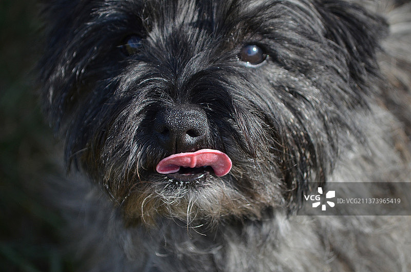 凯恩梗舔鼻子特写图片素材