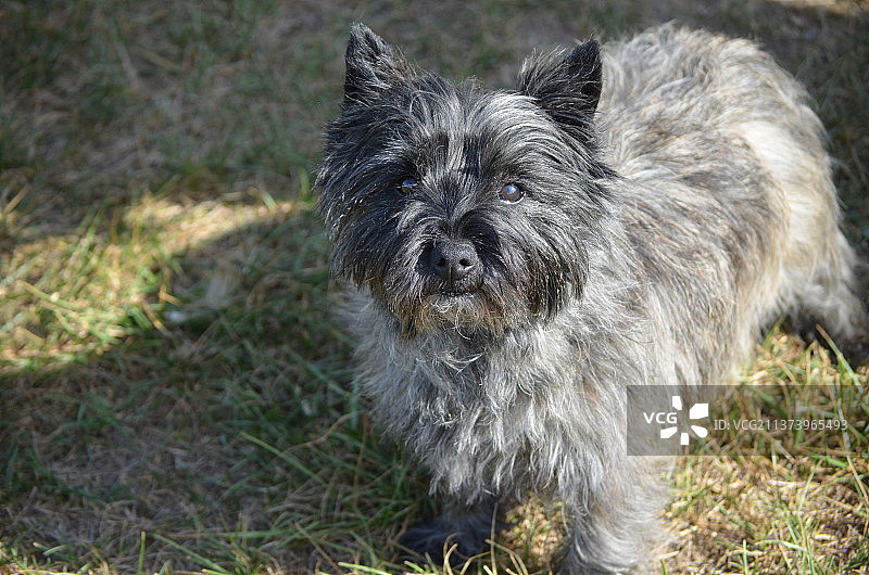 可爱的凯恩梗犬，凯恩梗犬在田野上的肖像图片素材