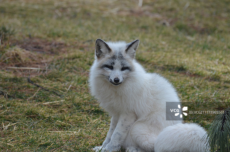 敏狐的迷人面孔图片素材