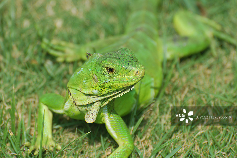 伸展开的美丽绿鬣蜥，田野上的鬣蜥特写图片素材