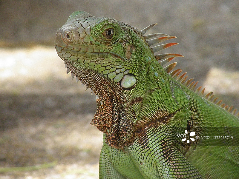绿鬣蜥特写抓拍图片素材