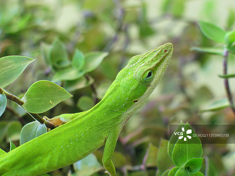 植物上的纤细绿蜥蜴特写图片素材