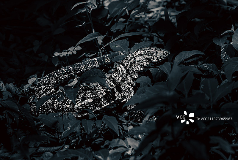 巴西田野生长的蜥蜴图片素材