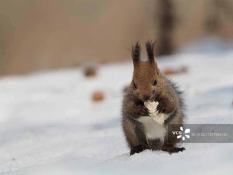 雪地里吃东西的松鼠，北海道松鼠在雪地上的特写图片素材