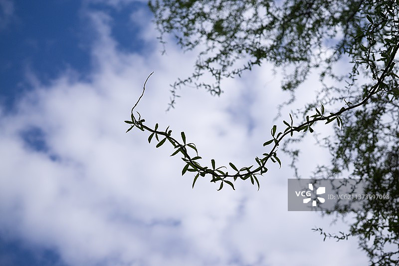 白天卷曲的柳树枝，低角度看树木轮廓，斯洛伐克图片素材