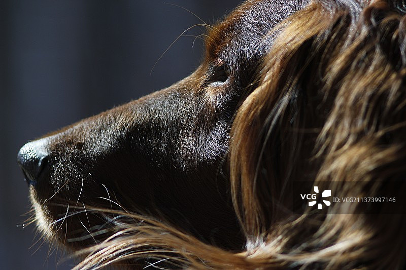 爱尔兰塞特犬特写，乌克兰图片素材