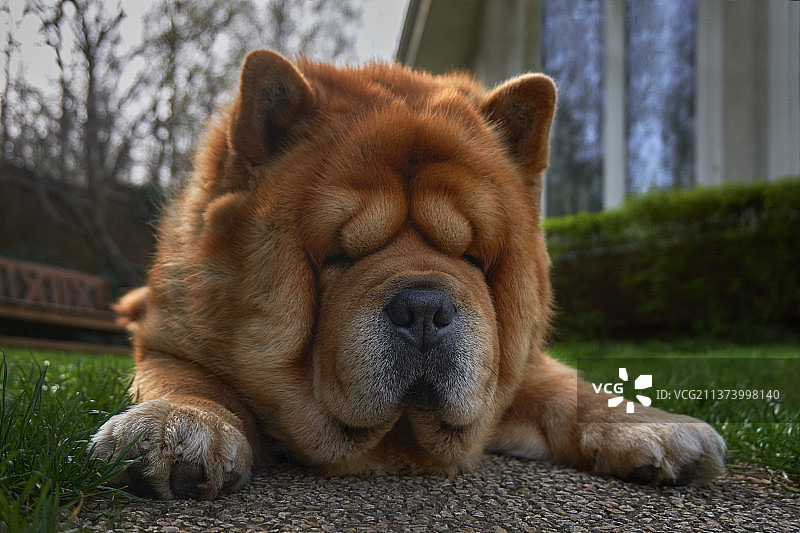 花园里的松狮犬户外肖像图片素材