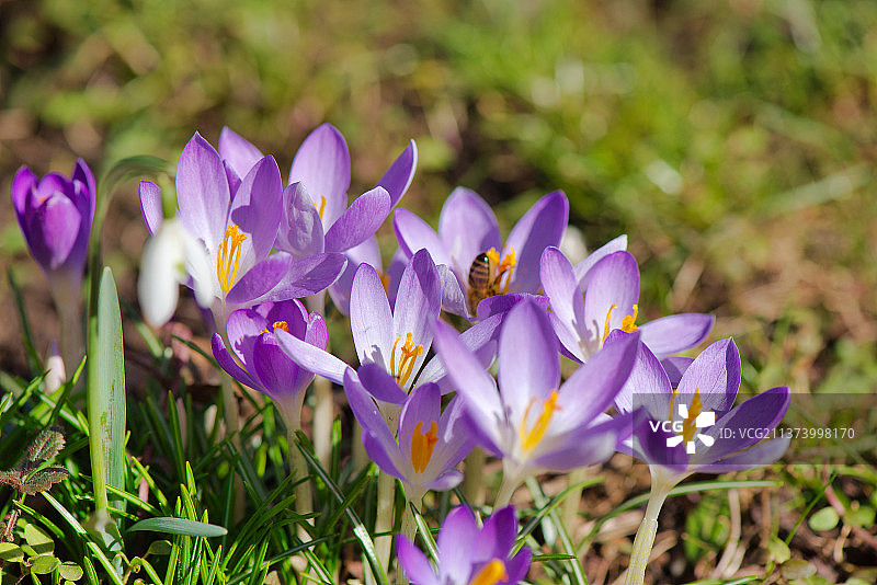 田野上紫色番红花特写图片素材