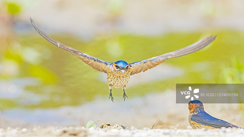 金腰燕图片素材