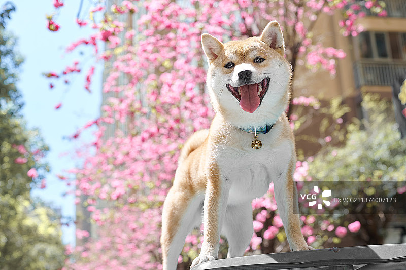 萌柴的春天图片素材