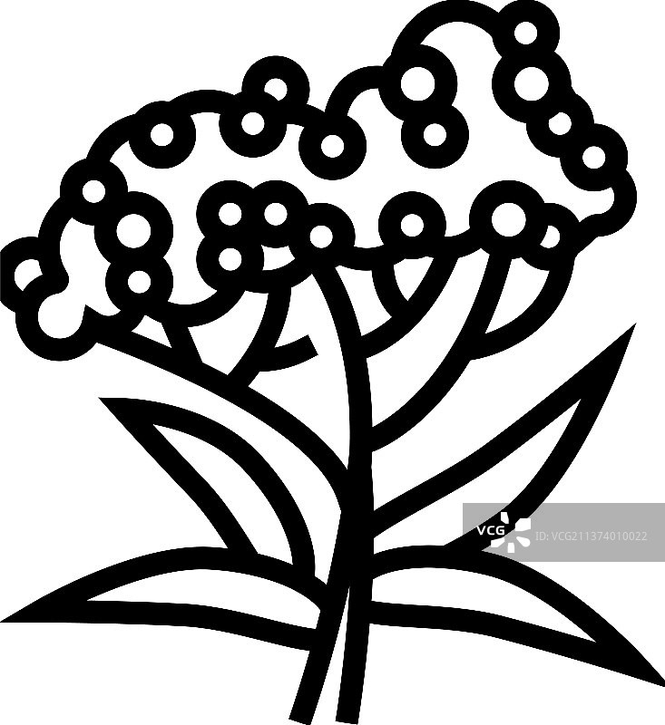 接骨木树枝线条图标图片素材