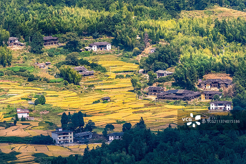 秋天稻田古村落古建筑群图片素材