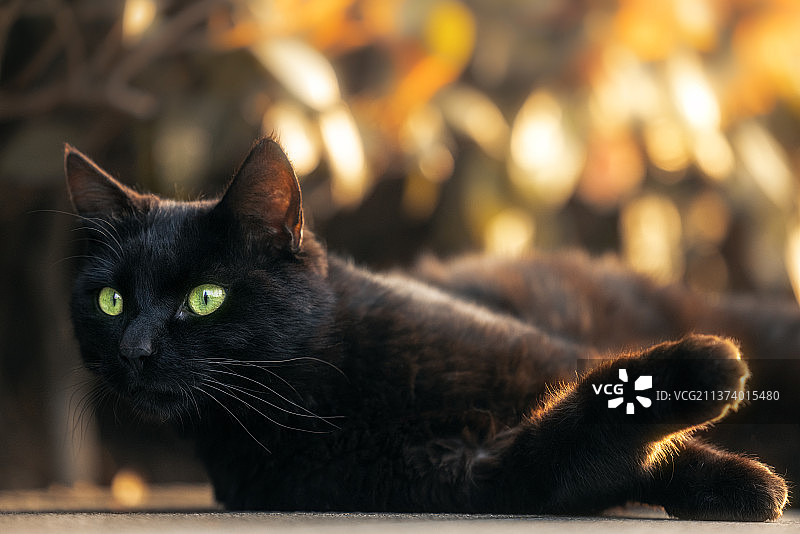 侧躺黑猫图片素材