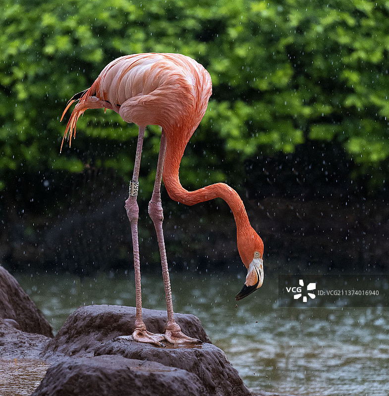 火烈鸟图片素材