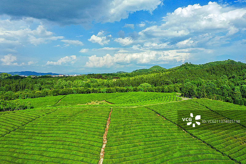 塔石垄的茶园+浙江省金华市武义县塔石垄村图片素材