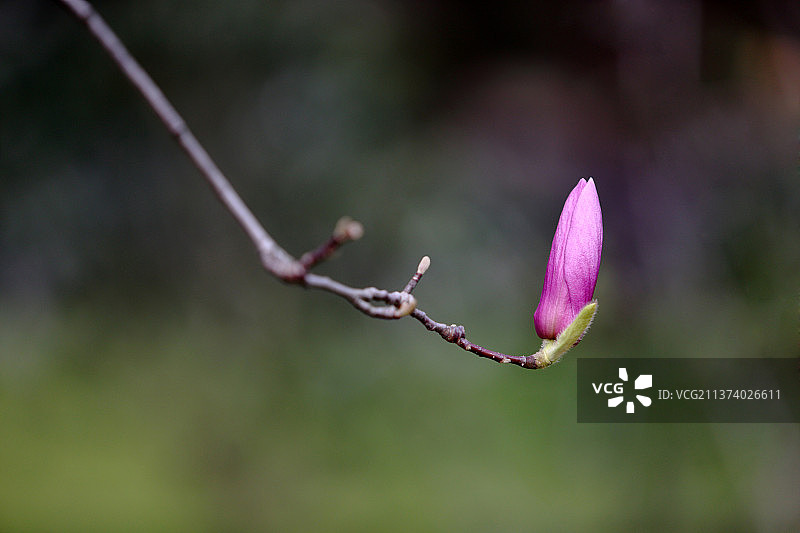 玉兰辛夷图片素材