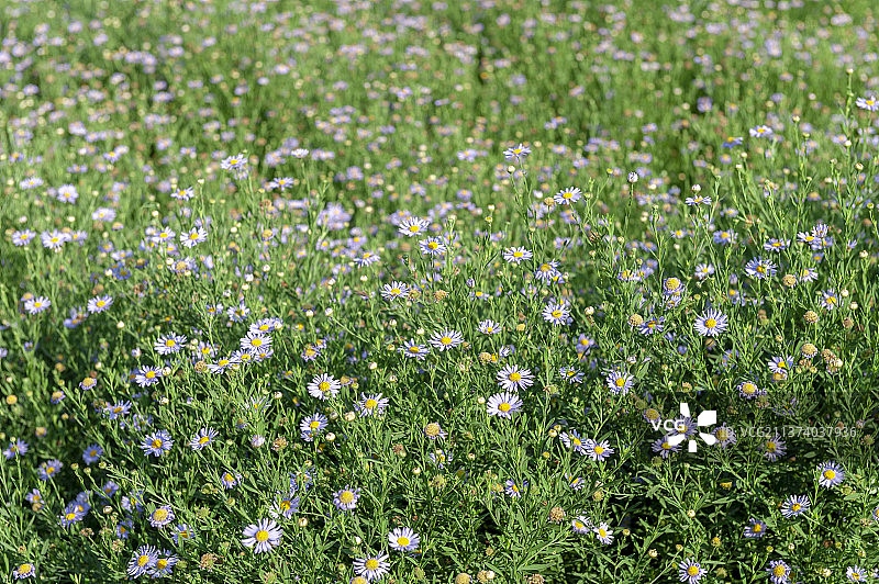 马兰花特写满铺画面背景图片素材