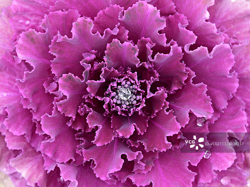 紫色的菜花羽衣甘蓝图片素材