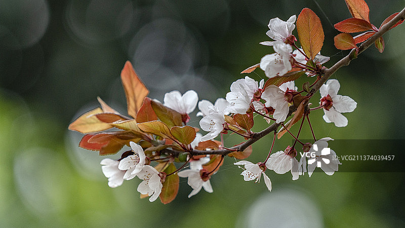 紫叶李图片素材