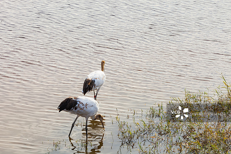 丹顶鹤（雏鹤）图片素材