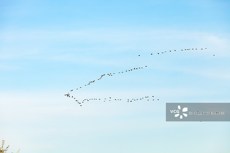 丹顶鹤（雏鹤）图片素材