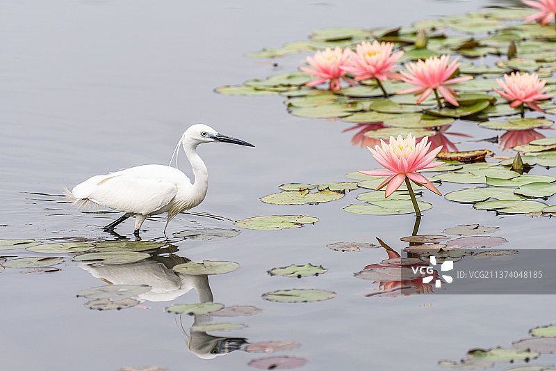 厦门海湾公园睡莲池中的白鹭图片素材