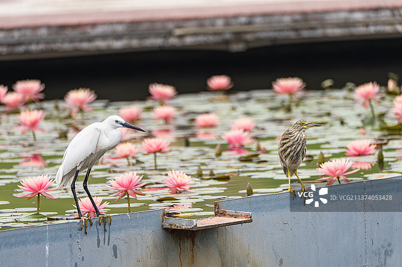 厦门海湾公园睡莲池中的白鹭和池鹭图片素材