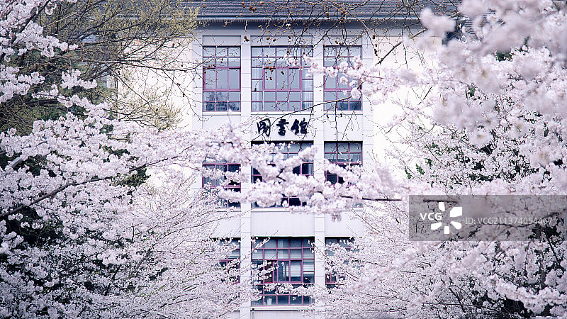南京林业大学春季樱花大道图片素材