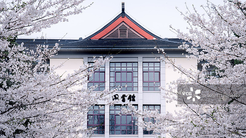 南京林业大学春季樱花大道图片素材