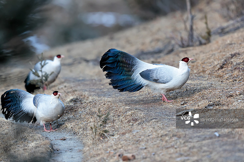 白马鸡《喜聚一堂》图片素材