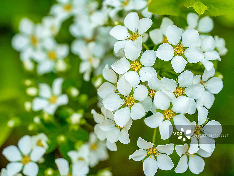 植物雪柳喷雪花图片素材