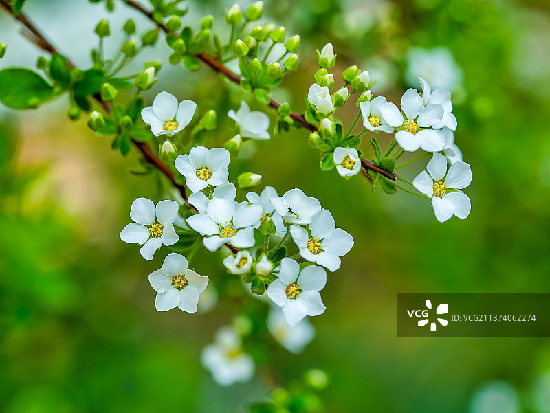 植物雪柳喷雪花图片素材