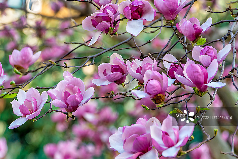 春天里盛开的紫玉兰花图片素材